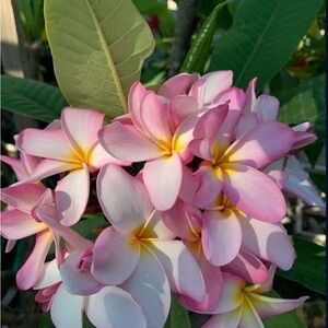 Plumeria Fragrant Flower Plants